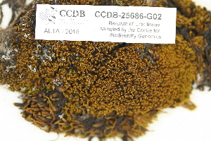  (Hymenoloma - CCDB-25686-G02)  @11 [ ] CreativeCommons - Attribution Non-Commercial Share-Alike (2018) Masha L. Kuzmina Canadian Centre for DNA Barcoding