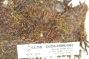  ( - CCDB-25686-G03)  @11 [ ] CreativeCommons - Attribution Non-Commercial Share-Alike (2018) Masha L. Kuzmina Canadian Centre for DNA Barcoding