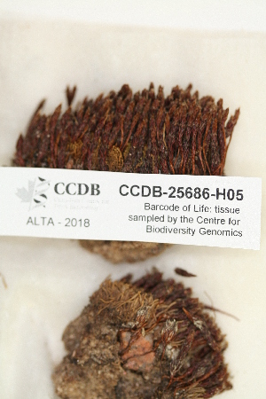  (Polytrichum piliferum - CCDB-25686-H05)  @11 [ ] CreativeCommons - Attribution Non-Commercial Share-Alike (2018) Masha L. Kuzmina Canadian Centre for DNA Barcoding