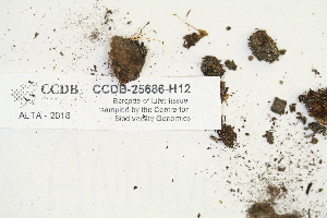  ( - CCDB-25686-H12)  @11 [ ] CreativeCommons - Attribution Non-Commercial Share-Alike (2018) Masha L. Kuzmina Canadian Centre for DNA Barcoding