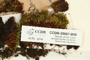  ( - CCDB-25687-B05)  @11 [ ] CreativeCommons - Attribution Non-Commercial Share-Alike (2018) Masha L. Kuzmina Canadian Centre for DNA Barcoding