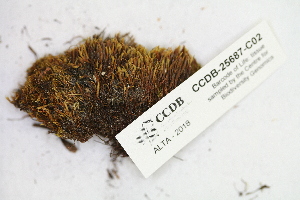  ( - CCDB-25687-C02)  @11 [ ] CreativeCommons - Attribution Non-Commercial Share-Alike (2018) Masha L. Kuzmina Canadian Centre for DNA Barcoding