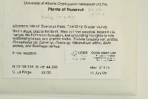  ( - CCDB-25687-C04)  @11 [ ] CreativeCommons - Attribution Non-Commercial Share-Alike (2018) Masha L. Kuzmina Canadian Centre for DNA Barcoding