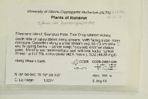  (Cyrtomnium hymenophyloides - CCDB-25687-C05)  @11 [ ] CreativeCommons - Attribution Non-Commercial Share-Alike (2018) Masha L. Kuzmina Canadian Centre for DNA Barcoding