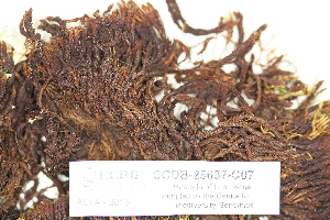  ( - CCDB-25687-C07)  @11 [ ] CreativeCommons - Attribution Non-Commercial Share-Alike (2018) Masha L. Kuzmina Canadian Centre for DNA Barcoding