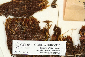 ( - CCDB-25687-D11)  @11 [ ] CreativeCommons - Attribution Non-Commercial Share-Alike (2018) Masha L. Kuzmina Canadian Centre for DNA Barcoding