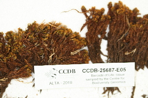  ( - CCDB-25687-E05)  @11 [ ] CreativeCommons - Attribution Non-Commercial Share-Alike (2018) Masha L. Kuzmina Canadian Centre for DNA Barcoding