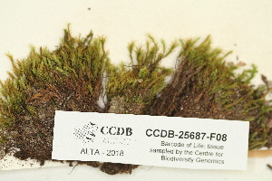  ( - CCDB-25687-F08)  @11 [ ] CreativeCommons - Attribution Non-Commercial Share-Alike (2018) Masha L. Kuzmina Canadian Centre for DNA Barcoding