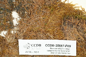  ( - CCDB-25687-F09)  @11 [ ] CreativeCommons - Attribution Non-Commercial Share-Alike (2018) Masha L. Kuzmina Canadian Centre for DNA Barcoding
