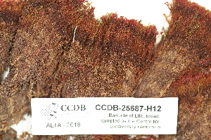  ( - CCDB-25687-H12)  @11 [ ] CreativeCommons - Attribution Non-Commercial Share-Alike (2018) Masha L. Kuzmina Canadian Centre for DNA Barcoding