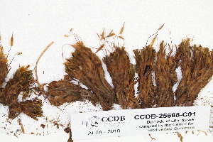  ( - CCDB-25688-C01)  @11 [ ] CreativeCommons - Attribution Non-Commercial Share-Alike (2018) Masha L. Kuzmina Canadian Centre for DNA Barcoding