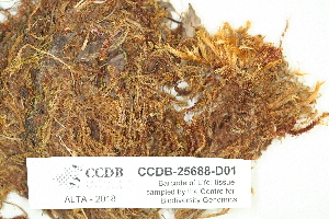  ( - CCDB-25688-D01)  @11 [ ] CreativeCommons - Attribution Non-Commercial Share-Alike (2018) Masha L. Kuzmina Canadian Centre for DNA Barcoding