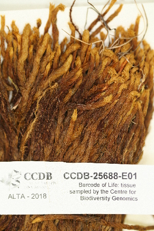  (Aulacomnium palustre subsp. Imbricatum - CCDB-25688-E01)  @11 [ ] CreativeCommons - Attribution Non-Commercial Share-Alike (2018) Masha L. Kuzmina Canadian Centre for DNA Barcoding