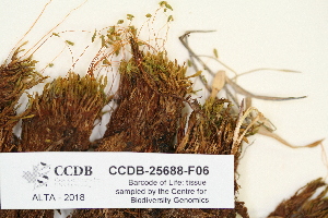  ( - CCDB-25688-F06)  @11 [ ] CreativeCommons - Attribution Non-Commercial Share-Alike (2018) Masha L. Kuzmina Canadian Centre for DNA Barcoding