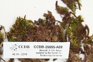  (Polytrichum strictum - CCDB-25695-A09)  @11 [ ] CreativeCommons - Attribution Non-Commercial Share-Alike (2018) Masha L. Kuzmina Canadian Centre for DNA Barcoding
