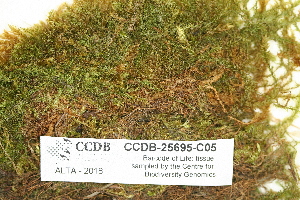  ( - CCDB-25695-C05)  @11 [ ] CreativeCommons - Attribution Non-Commercial Share-Alike (2018) Masha L. Kuzmina Canadian Centre for DNA Barcoding