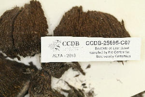  ( - CCDB-25695-C07)  @11 [ ] CreativeCommons - Attribution Non-Commercial Share-Alike (2018) Masha L. Kuzmina Canadian Centre for DNA Barcoding