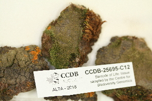  ( - CCDB-25695-C12)  @11 [ ] CreativeCommons - Attribution Non-Commercial Share-Alike (2018) Masha L. Kuzmina Canadian Centre for DNA Barcoding