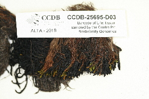  ( - CCDB-25695-D03)  @11 [ ] CreativeCommons - Attribution Non-Commercial Share-Alike (2018) Masha L. Kuzmina Canadian Centre for DNA Barcoding