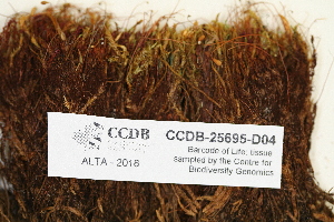  ( - CCDB-25695-D04)  @11 [ ] CreativeCommons - Attribution Non-Commercial Share-Alike (2018) Masha L. Kuzmina Canadian Centre for DNA Barcoding