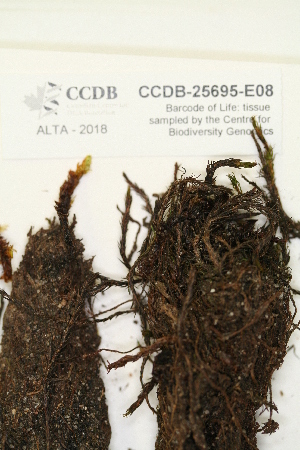  (Polytrichum swartzii - CCDB-25695-E08)  @11 [ ] CreativeCommons - Attribution Non-Commercial Share-Alike (2018) Masha L. Kuzmina Canadian Centre for DNA Barcoding