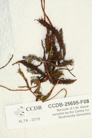  (Polytrichum jensenii - CCDB-25695-F08)  @11 [ ] CreativeCommons - Attribution Non-Commercial Share-Alike (2018) Masha L. Kuzmina Canadian Centre for DNA Barcoding