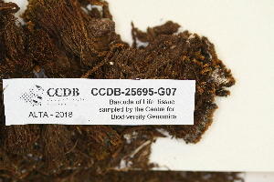  ( - CCDB-25695-G07)  @11 [ ] CreativeCommons - Attribution Non-Commercial Share-Alike (2018) Masha L. Kuzmina Canadian Centre for DNA Barcoding