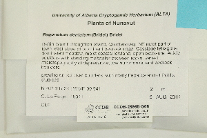  (Pogonatum dentatum - CCDB-25695-G08)  @11 [ ] CreativeCommons - Attribution Non-Commercial Share-Alike (2018) Masha L. Kuzmina Canadian Centre for DNA Barcoding