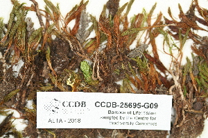  ( - CCDB-25695-G09)  @11 [ ] CreativeCommons - Attribution Non-Commercial Share-Alike (2018) Masha L. Kuzmina Canadian Centre for DNA Barcoding