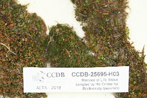  ( - CCDB-25695-H03)  @11 [ ] CreativeCommons - Attribution Non-Commercial Share-Alike (2018) Masha L. Kuzmina Canadian Centre for DNA Barcoding