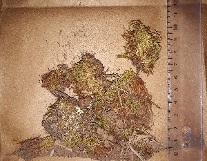  (Bartramia potosica - JimenezIBOL27)  @11 [ ] Copyright (2019) IBONE IBONE