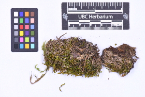  ( - CCDB-44092 F07)  @11 [ ] CC BY-NC-ND (2025) Connor Wardrop Beaty Biodiversity Museum, University of British Columbia