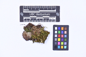  ( - CCDB-44092 E09)  @11 [ ] CC BY-NC-ND (2025) Connor Wardrop Beaty Biodiversity Museum, University of British Columbia