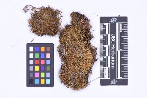  ( - CCDB-21224 H03)  @11 [ ] CC BY-NC-ND (2025) Connor Wardrop Beaty Biodiversity Museum, University of British Columbia