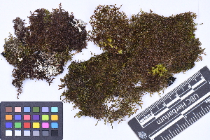  (Frullania franciscana - CCDB-44092 D10)  @11 [ ] CC BY-NC-ND (2025) Connor Wardrop Beaty Biodiversity Museum, University of British Columbia