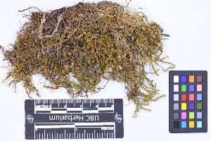  ( - CCDB-44092 B06)  @11 [ ] CC BY-NC-ND (2025) Connor Wardrop Beaty Biodiversity Museum, University of British Columbia