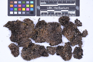  ( - CCDB-44092 D11)  @11 [ ] CC BY-NC-ND (2025) Connor Wardrop Beaty Biodiversity Museum, University of British Columbia