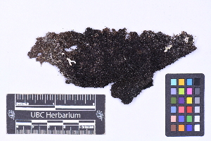  (Marsupella stableri - CCDB-44092 E11)  @11 [ ] CC BY-NC-ND (2025) Connor Wardrop Beaty Biodiversity Museum, University of British Columbia