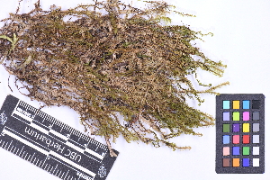  ( - CCDB-44092 C06)  @11 [ ] CC BY-NC-ND (2025) Connor Wardrop Beaty Biodiversity Museum, University of British Columbia