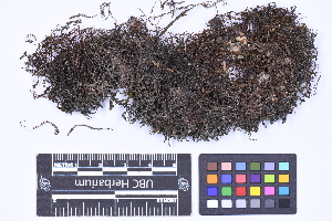  (Solenostoma schusterianum - CCDB-44092 D07)  @11 [ ] CC BY-NC-ND (2025) Connor Wardrop Beaty Biodiversity Museum, University of British Columbia