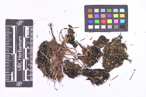  ( - CCDB-21224 F02)  @11 [ ] CC BY-NC-ND (2025) Connor Wardrop Beaty Biodiversity Museum, University of British Columbia
