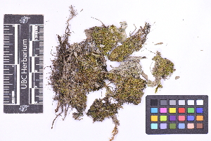  ( - CCDB-21224 G02)  @11 [ ] CC BY-NC-ND (2025) Connor Wardrop Beaty Biodiversity Museum, University of British Columbia