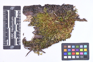  ( - CCDB-21224 H01)  @11 [ ] CC BY-NC-ND (2025) Connor Wardrop Beaty Biodiversity Museum, University of British Columbia