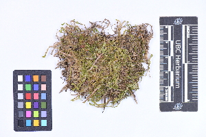  ( - CCDB-44092 E06)  @11 [ ] CC BY-NC-ND (2025) Connor Wardrop Beaty Biodiversity Museum, University of British Columbia