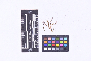  ( - CCDB-44092 F02)  @11 [ ] CC BY-NC-ND (2025) Connor Wardrop Beaty Biodiversity Museum, University of British Columbia
