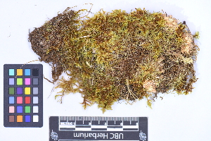  (Cephaloziaceae - CCDB-21224 D02)  @11 [ ] CC BY-NC-ND (2025) Connor Wardrop Beaty Biodiversity Museum, University of British Columbia