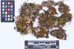  ( - CCDB-21223 F06)  @11 [ ] CC BY-NC-ND (2025) Connor Wardrop Beaty Biodiversity Museum, University of British Columbia