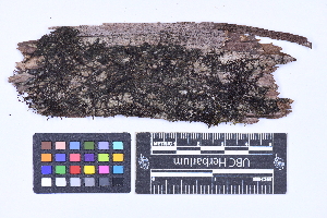  ( - CCDB-21223 C11)  @11 [ ] CC BY-NC-ND (2025) Connor Wardrop Beaty Biodiversity Museum, University of British Columbia