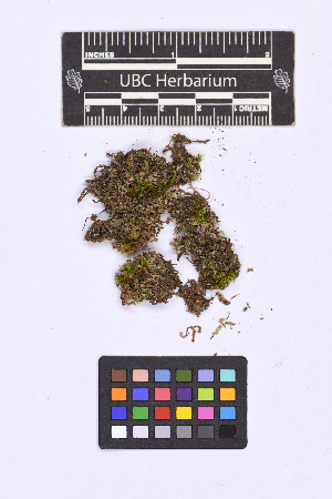  (Calypogeia cf. muelleriana - CCDB-21224 F04)  @11 [ ] CC BY-NC-ND (2025) Connor Wardrop Beaty Biodiversity Museum, University of British Columbia