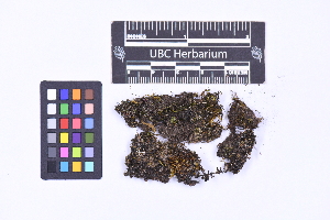  ( - CCDB-44092 C09)  @11 [ ] CC BY-NC-ND (2025) Connor Wardrop Beaty Biodiversity Museum, University of British Columbia